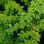 Pilea microphylla Lapas