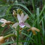 Eulophia maculata 花