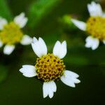 Galinsoga quadriradiata Floare