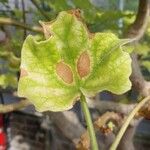 Uncarina decaryi Leaf