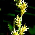 Carex elongata Blomst