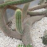 Echinocereus engelmannii Yaprak