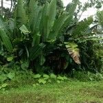 Heliconia mariae Blatt