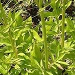 Cephalaria gigantea Leaf