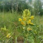 Rhinanthus major Квітка