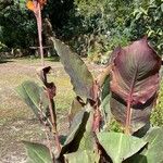 Canna × hybrida Habitus