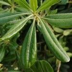 Pittosporum tobira葉