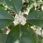 Osmanthus fragrans 花