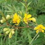 Senna occidentalis Цвят