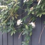 Passiflora foetida Outro