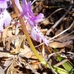 Orchis olbiensis Fleur