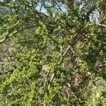 Adenocarpus telonensis Folha