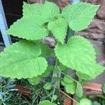 Agastache foeniculumLapas