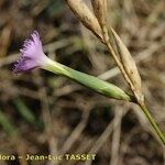 Dianthus broteri Flor