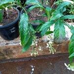 Clerodendrum indicum Folha