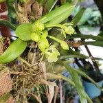 Epidendrum difforme Cvet