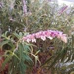 Salvia leucantha Flor