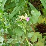 Lathyrus hirsutus 葉