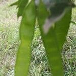 Albizia adinocephala Frucht