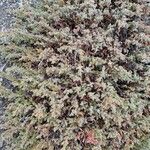 Juniperus communis 叶