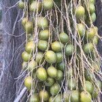 Arenga pinnata Fruit