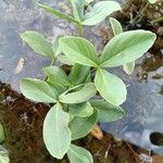 Menyanthes trifoliata Leaf