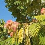 Albizia julibrissinΛουλούδι