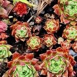 Sempervivum minutum Hoja