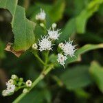 Ageratina riparia Кветка