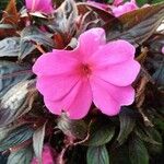 Impatiens wallerianaFlor