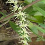 Bulbophyllum schimperianum