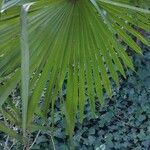 Trachycarpus fortunei Folha