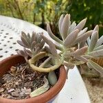 Dudleya greenei 叶