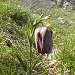 Fritillaria tubiformis