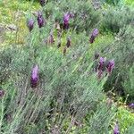 Lavandula pedunculata Habitus