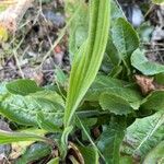 Plantago argenteaLeht