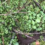 Salix bicolor Corteccia