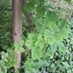 Zelkova carpinifolia برگ