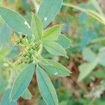 Medicago sativa Foglia