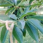 Castanea crenata Листок