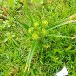 Cyperus eragrostisBlatt