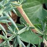 Asparagus aphyllus Bark