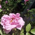 Rosa gallica Flor