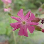 Silene dioicaFlower