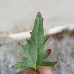 Chenopodium rubrum Hoja