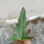 Chenopodium rubrum Leht