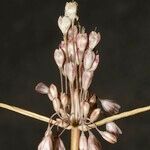 Allium savii