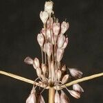 Allium savii Fruto