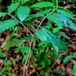 Amphitecna isthmica Jani