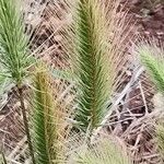 Hordeum marinum Flor